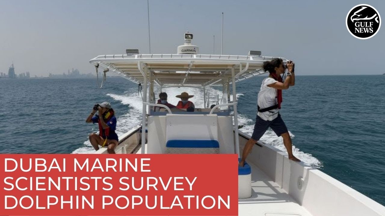 Dubai marine scientists and researchers survey dolphin population | UAE news