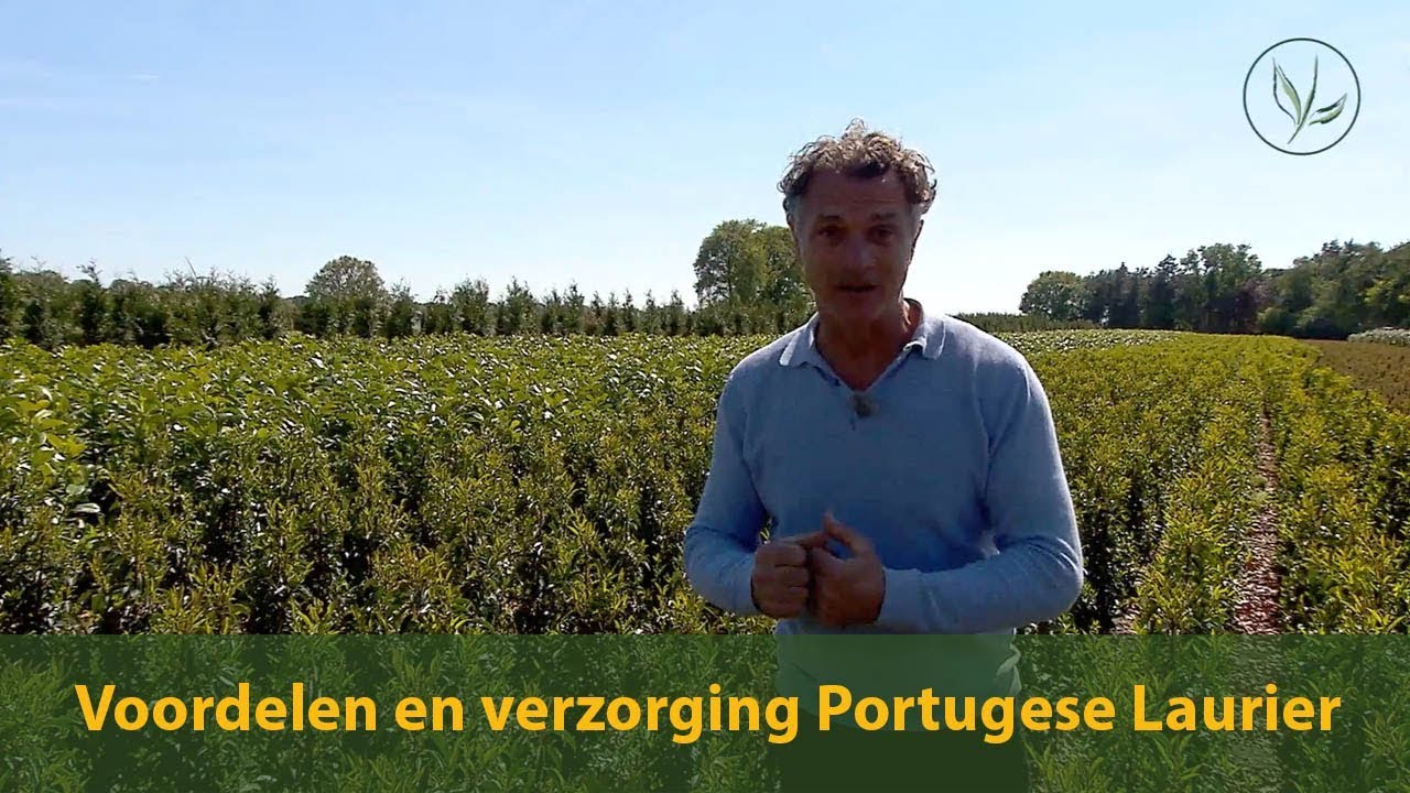Voordelen en verzorging van de Portugese laurier | Jurgen Smit | Haagplanten.net