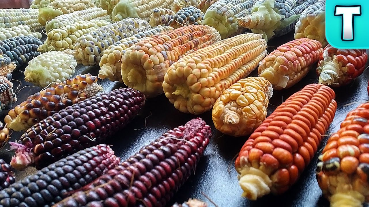 I Created My Own Corn and You Can Too