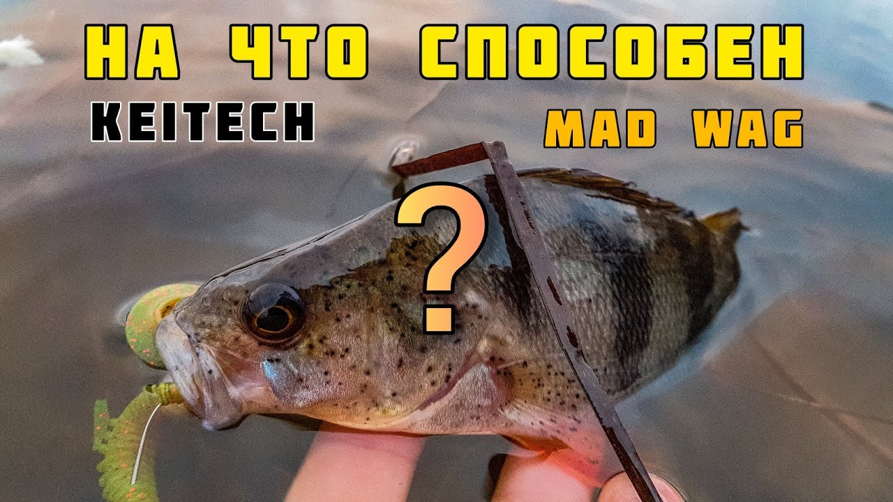 УЛОВИСТАЯ РЕЗИНА - НА ЧТО СПОСОБЕН MAD WAG от KEITECH отводной поводок ловля на спиннинг окунь 2020