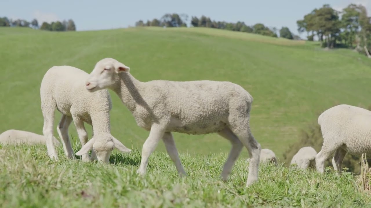 Lamb Rearing | When is the right time to wean?