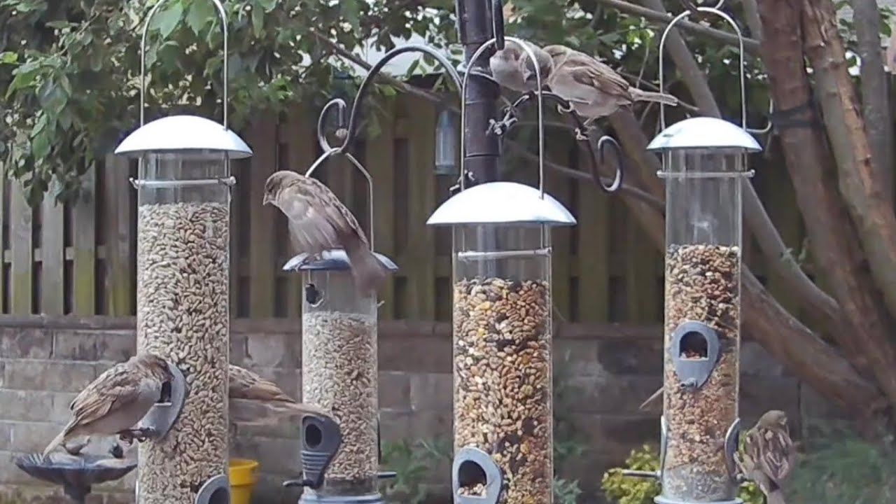 So cute! Fledgling sparrows building up the courage to try and land on a feeding perch ❤️