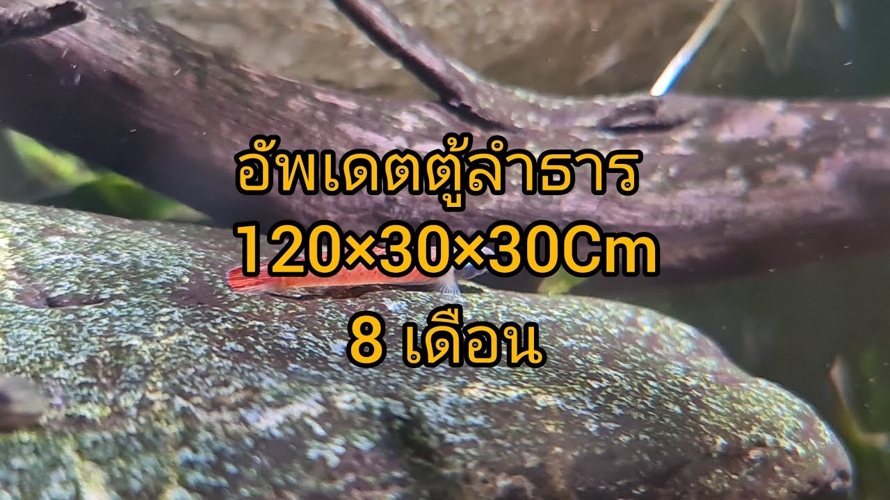 Обновленный резервуар для воды (120×30×30 см) был установлен 8 месяцев назад.