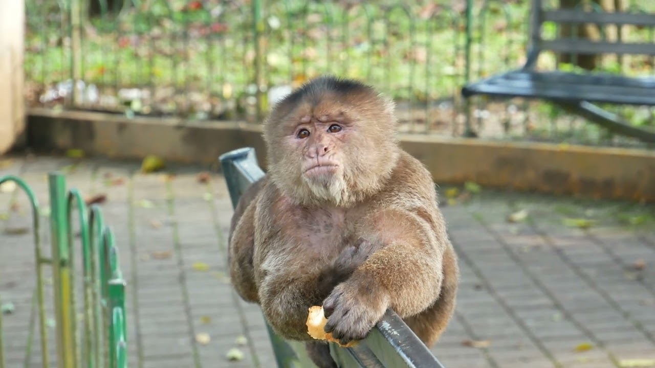 TR&Eacute;SOR DE NATURE - Biodiversit&eacute; de Puerto Misahualli