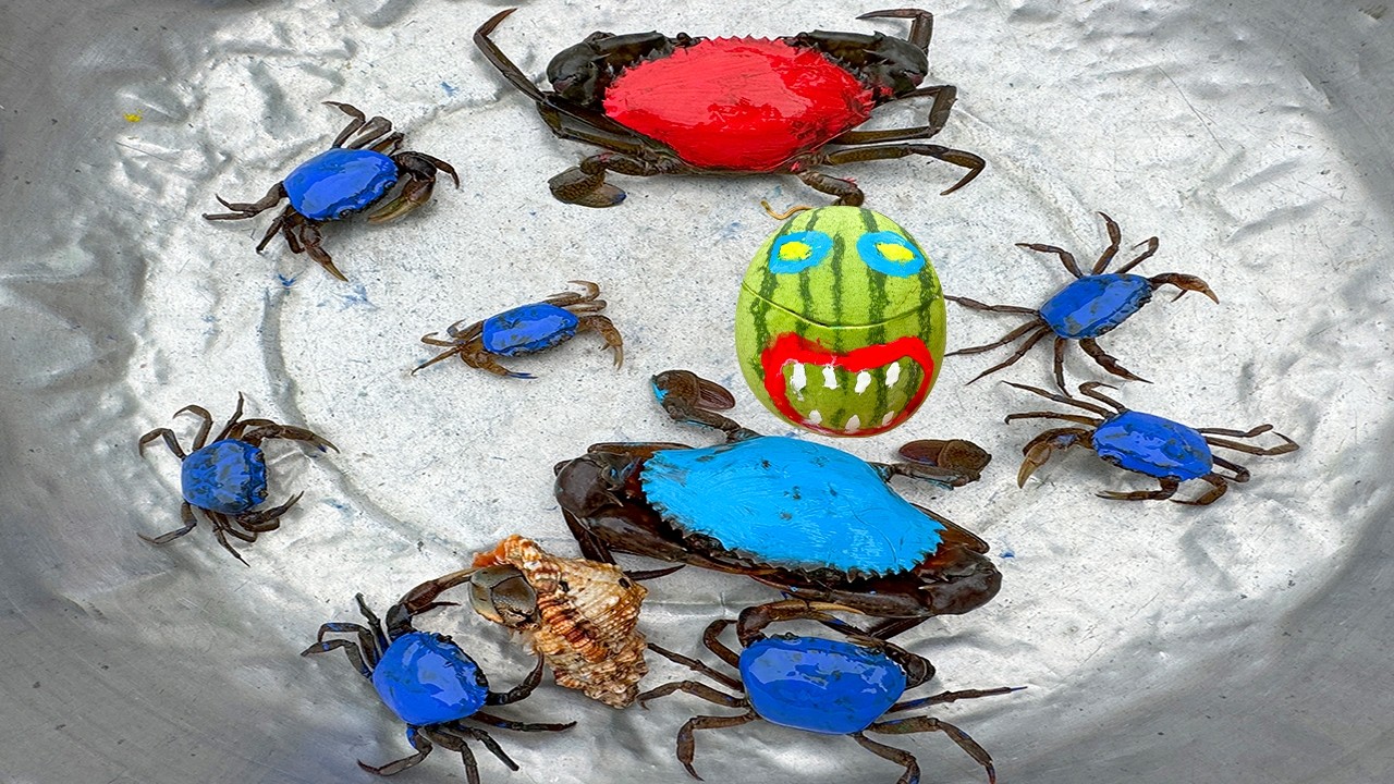 Kem Ốc và cua Chanel lái xe công nông đuỏi theo con cua, con ếch, cua xanh, cua đỏ, máy xúc, rùa con