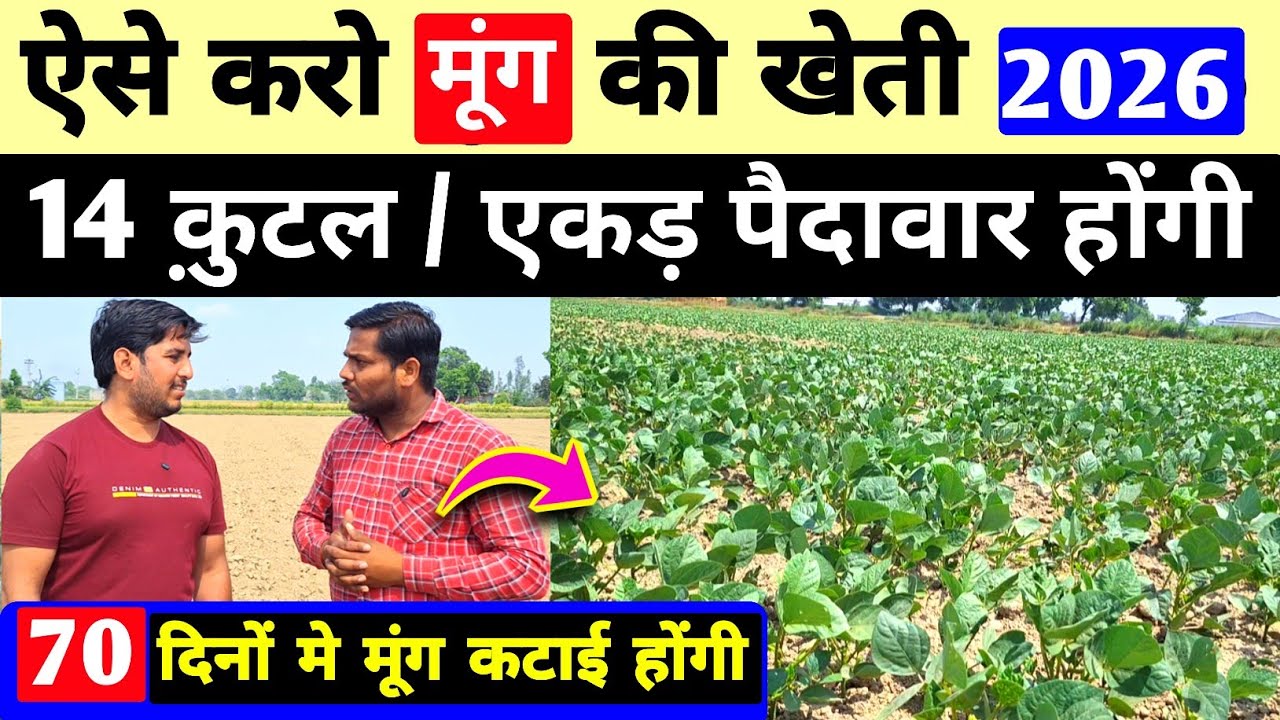 मूंग की खेती कब और कैसे करें | moong ki kheti | virat gold moong ki kheti | virat gold | मूंग खेती 