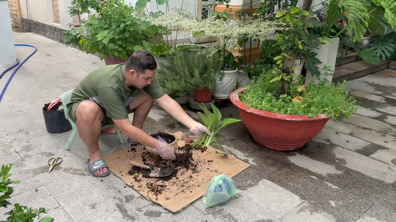 Nhật ký TRỒNG CÂY chanh - Thư giãn nghe nhạc