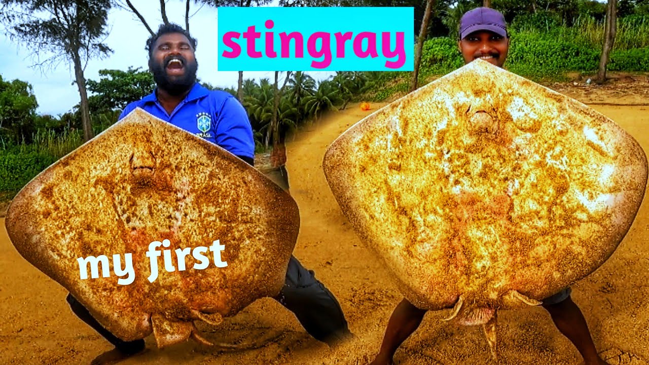 എന്റെ ആദ്യത്തെ തിരണ്ടി പിടുത്തം| how to catch stingray #stingray