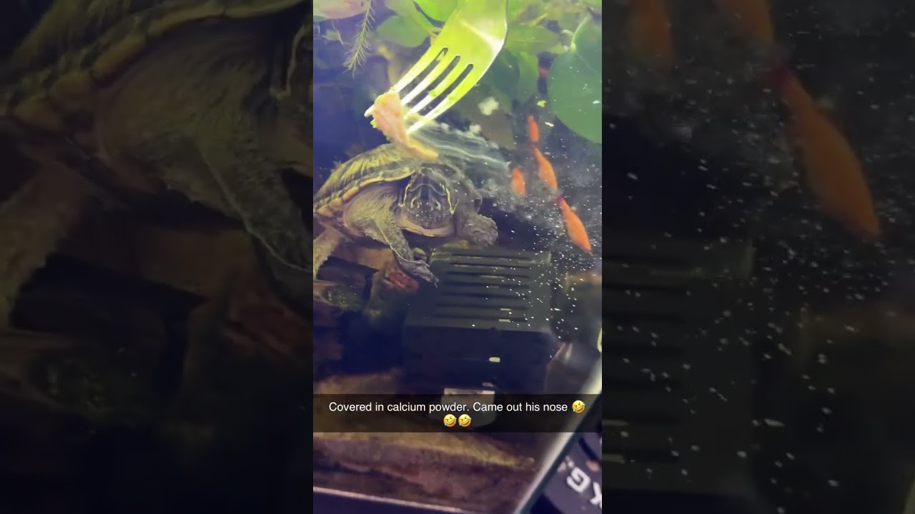 Gave Shelldon a little treat. I think he liked it! 