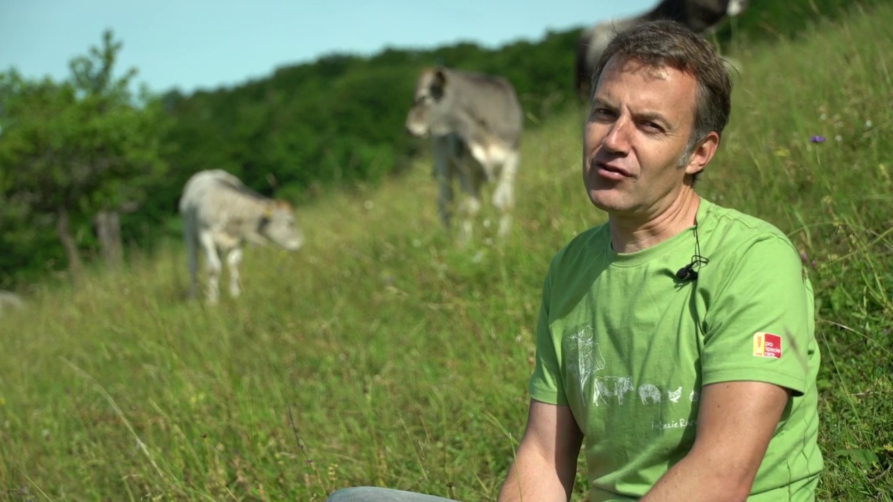 Alte Rassen: R&auml;tisches Grauvieh