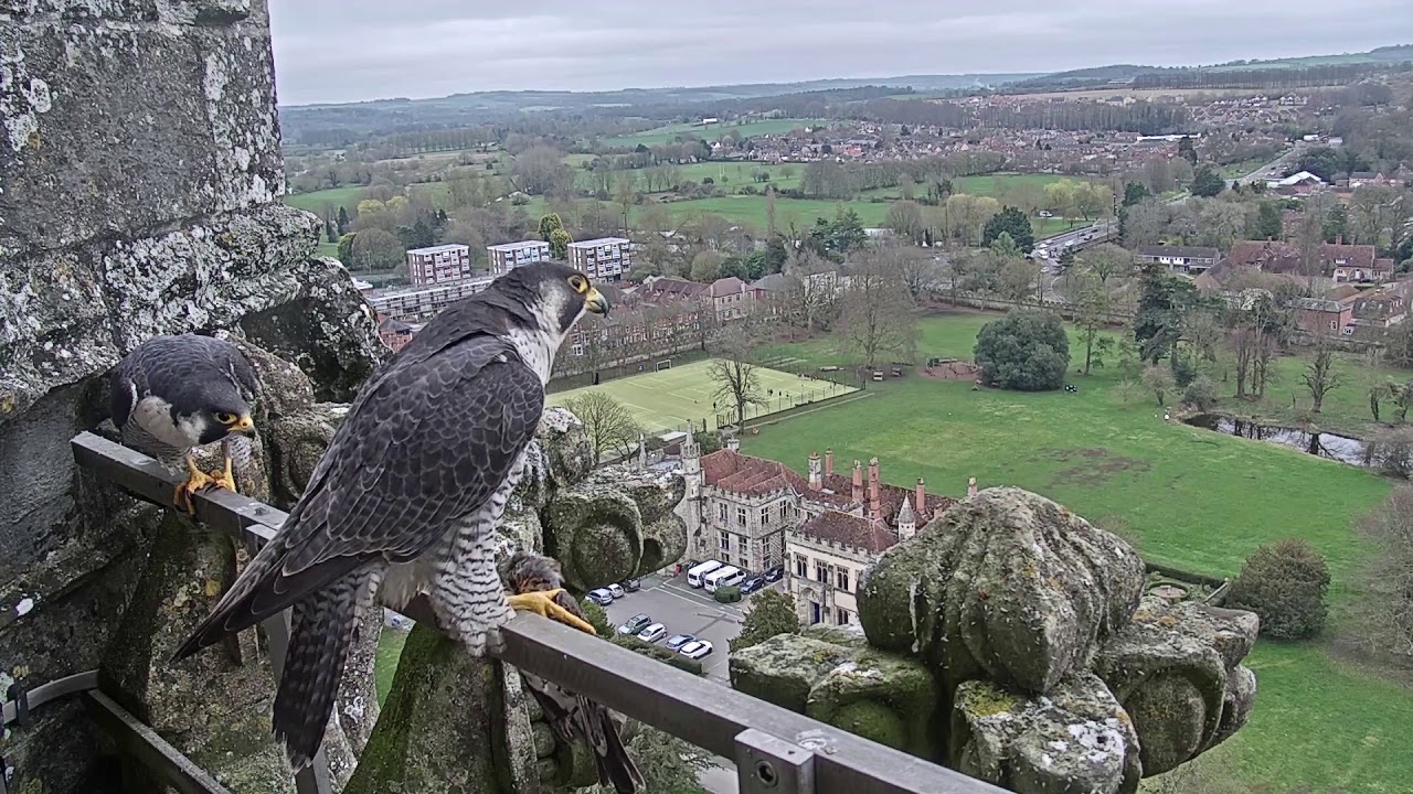 Peregrine Update March 2019: Unwelcome Guests
