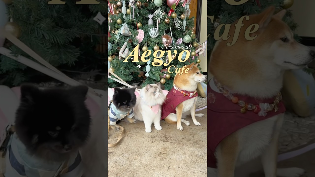 Pet-friendly Korean inspired cafe in QC #dog #cat #petfriendlycafe #cute #christmas