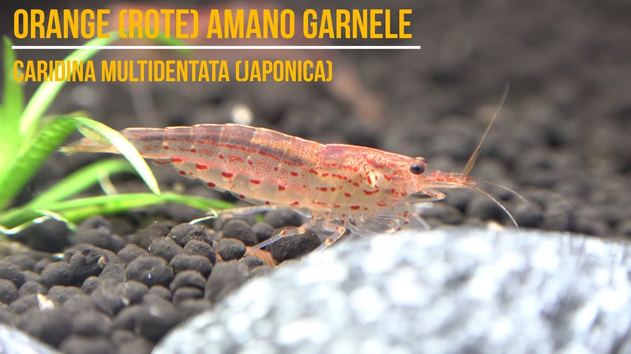🦐 Orange Amano Garnele – Caridina multidentata “Orange”