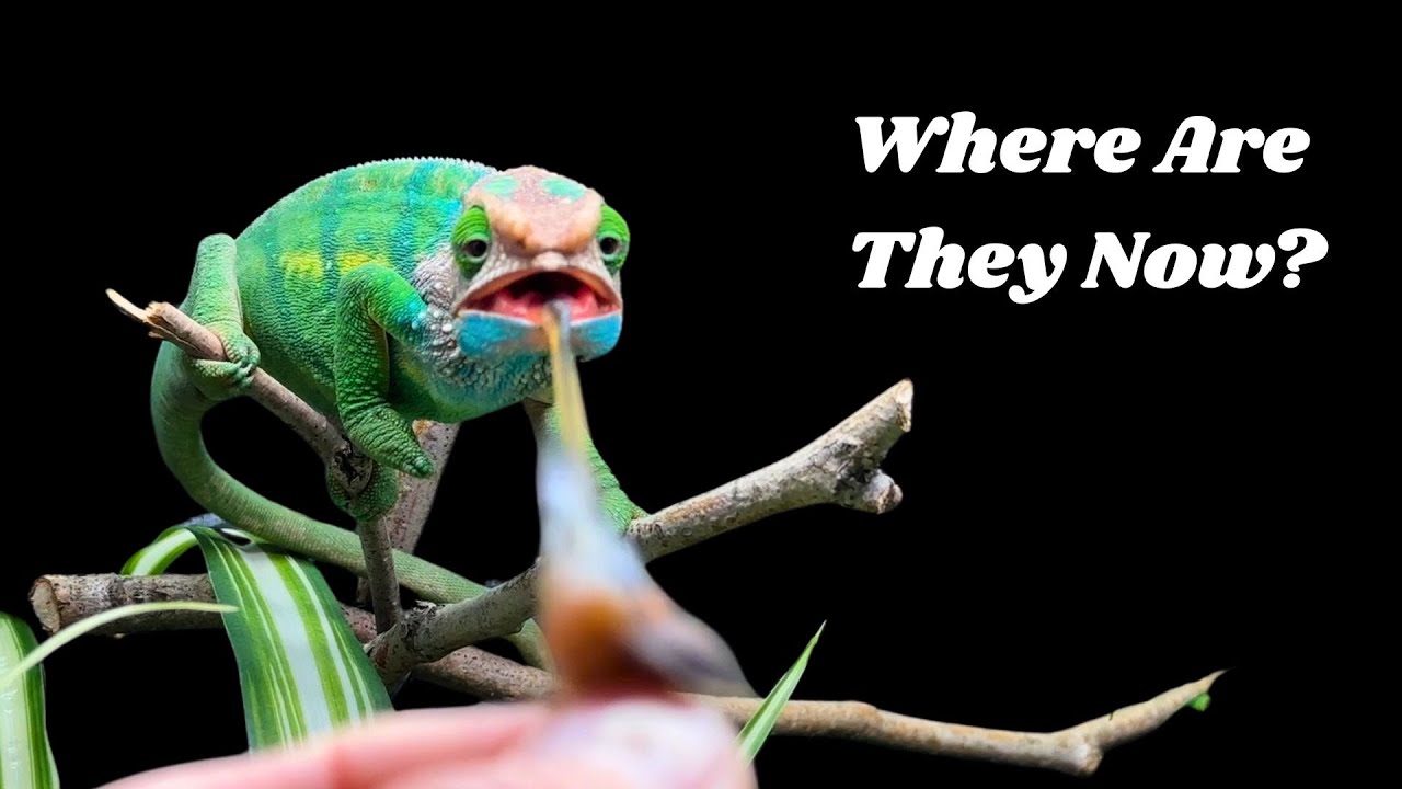 Where Are My Chameleons Now?
