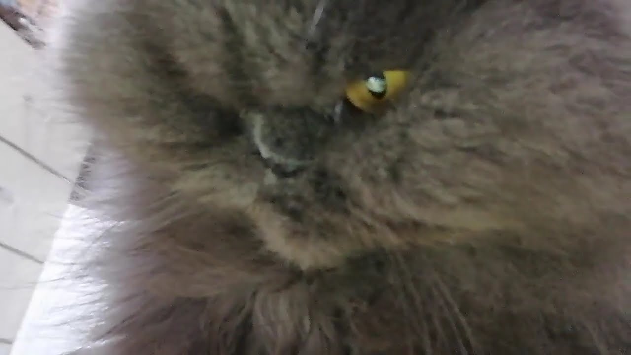 The Persian Cat and the Magic of Winter