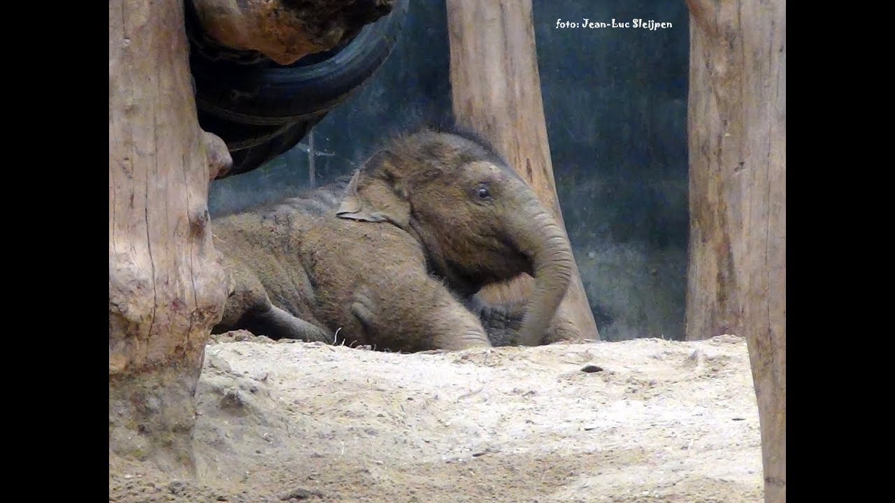 Dierenpark Amersfoort - Yunha 6 months old plays in the sand