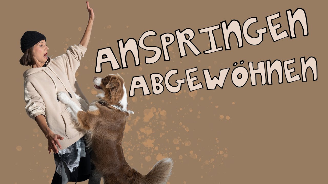 Hund Anspringen abgewöhnen // Mit diesen einfachen Tipps klappt es sofort // hundplusherz