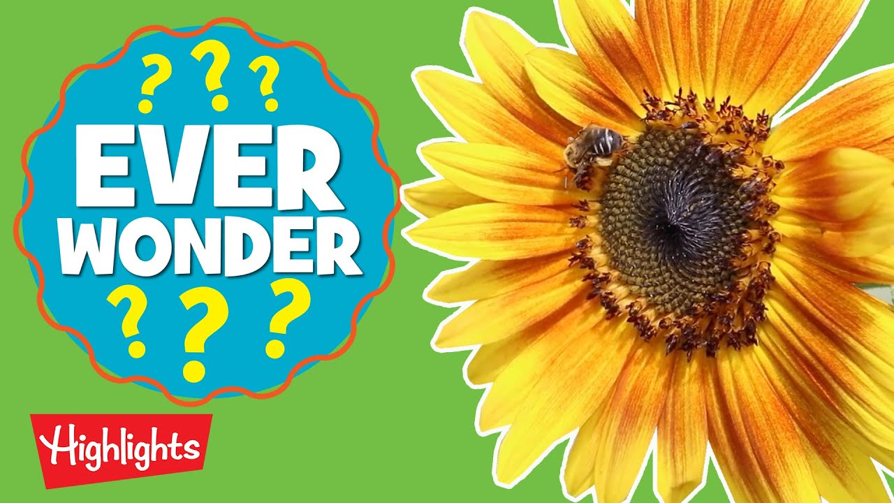 Learn where honey comes from! l Ever Wonder? l Highlights Kids