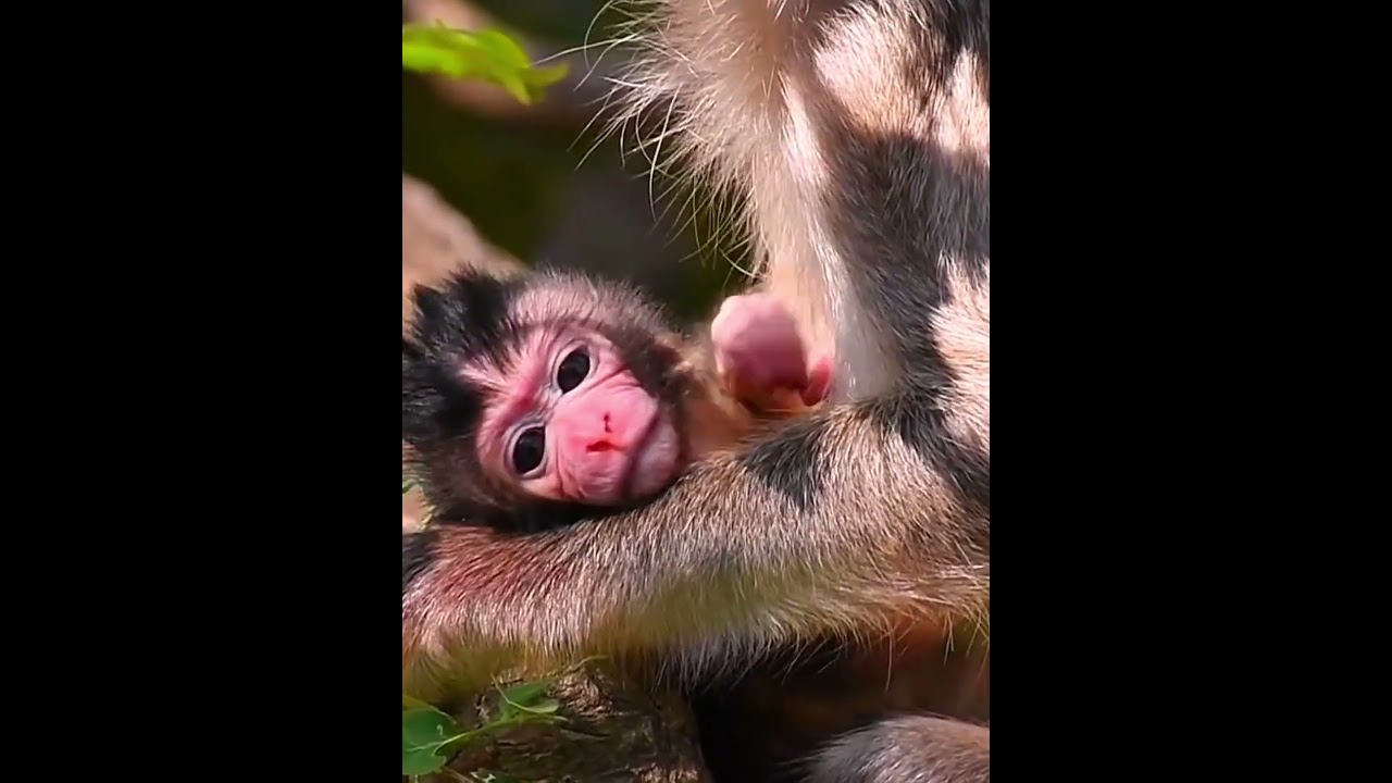 Newborn baby monkey looks nice 