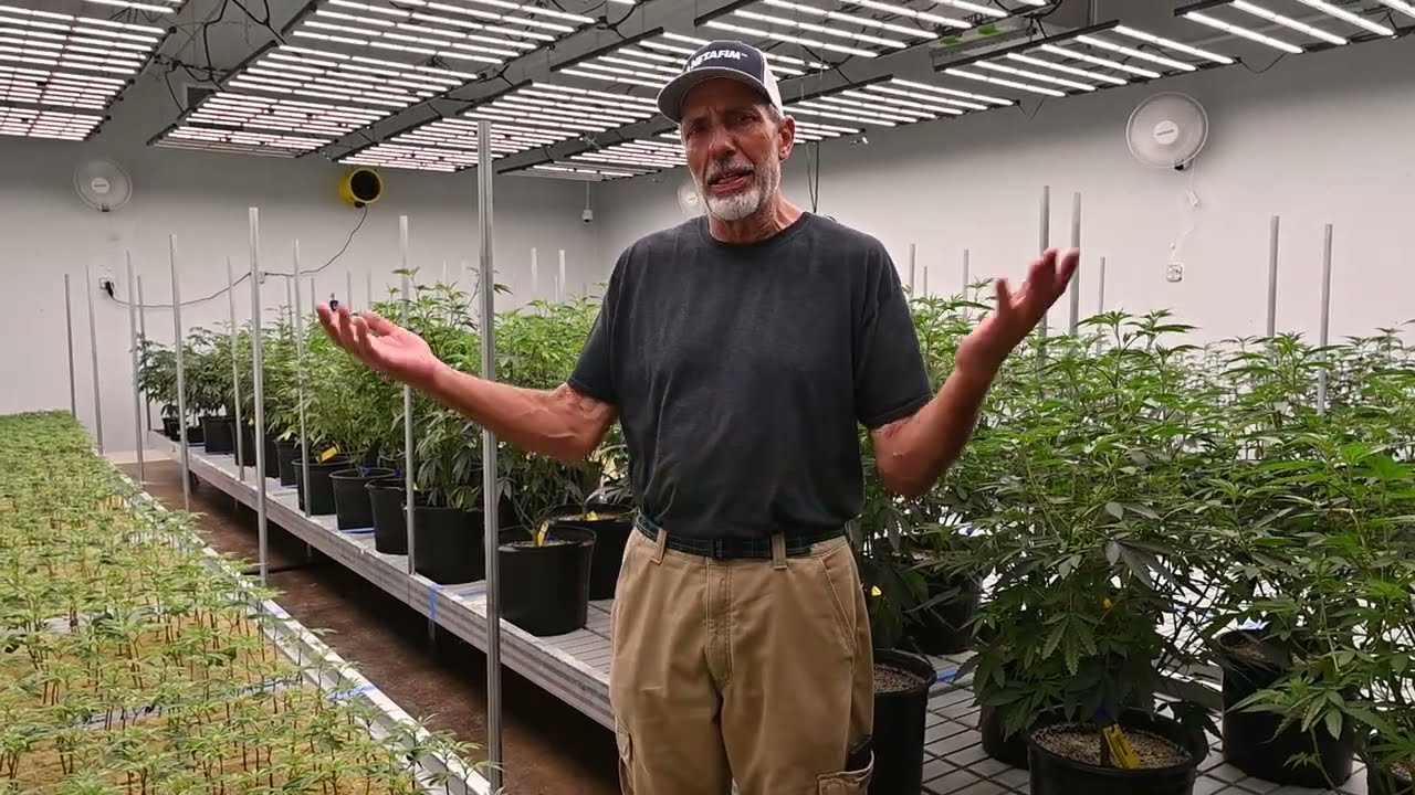 A Closer Look: The Cannabis Mother Room