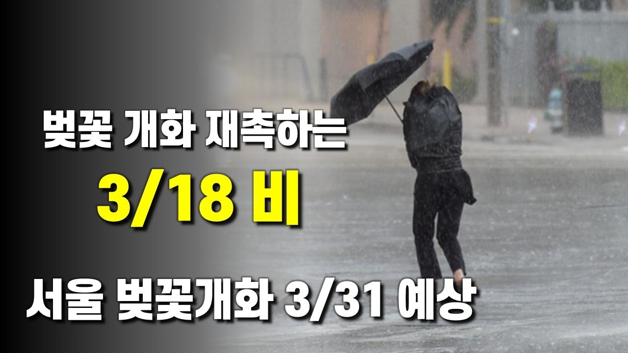 3월 18일 벚꽃개화를 재촉하는 봄비가 내립니다. 서울 벚꽃개화는 3월 말이 될 가능성이 있습니다.
