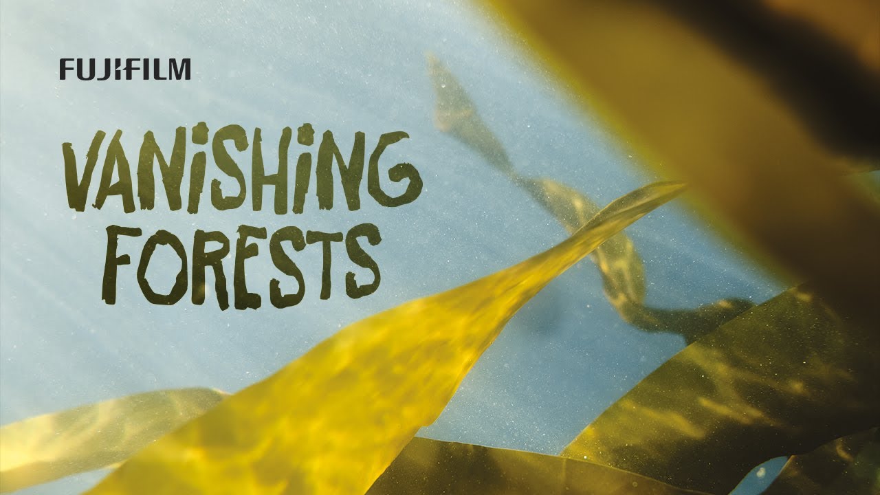 Vanishing Forests | Official Documentary Short | Fujifilm X-H2S
