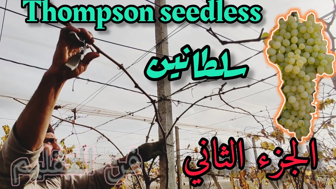 إحترف تقليم العنب مع عزيز (4)الجزء الثاني thompson seedless سلطاني 🍇➡️