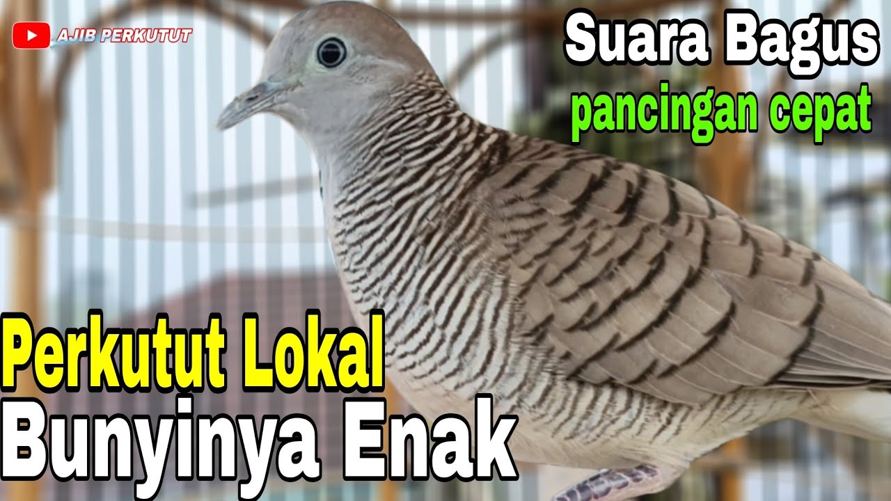 Perkutut Lokal Gacor Anti Ribet bikin gacor perkutut lokal, sekali coba di jamin bunyi‼️