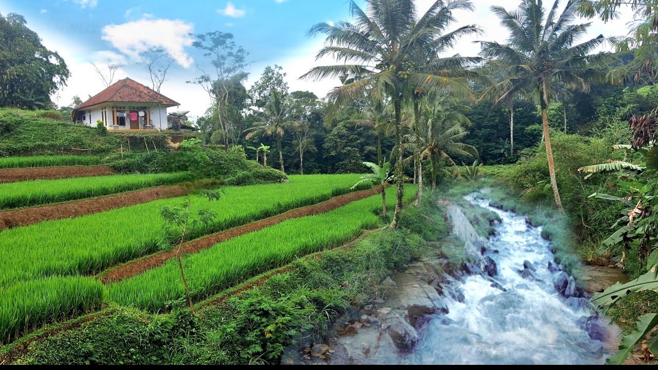 Indahnya suasana rumah menghadap sawah dan sungai 