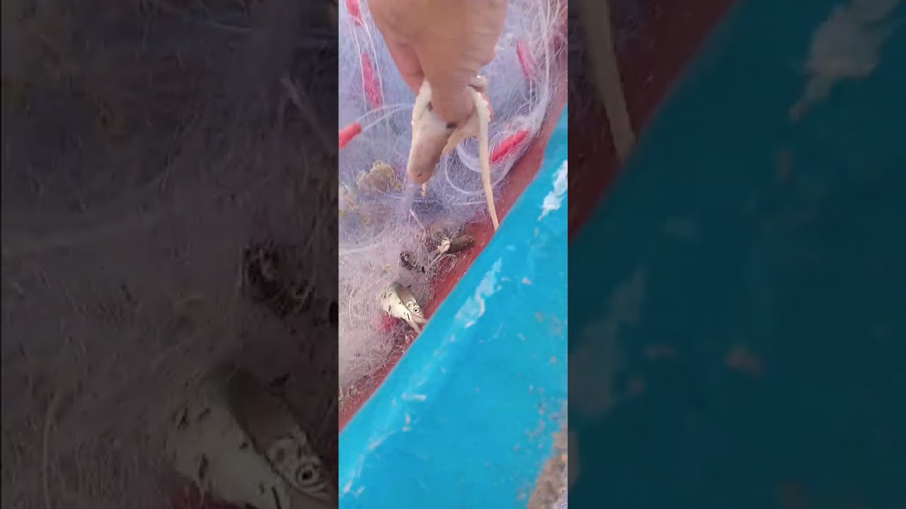 Lưới vô mùng 7 tết