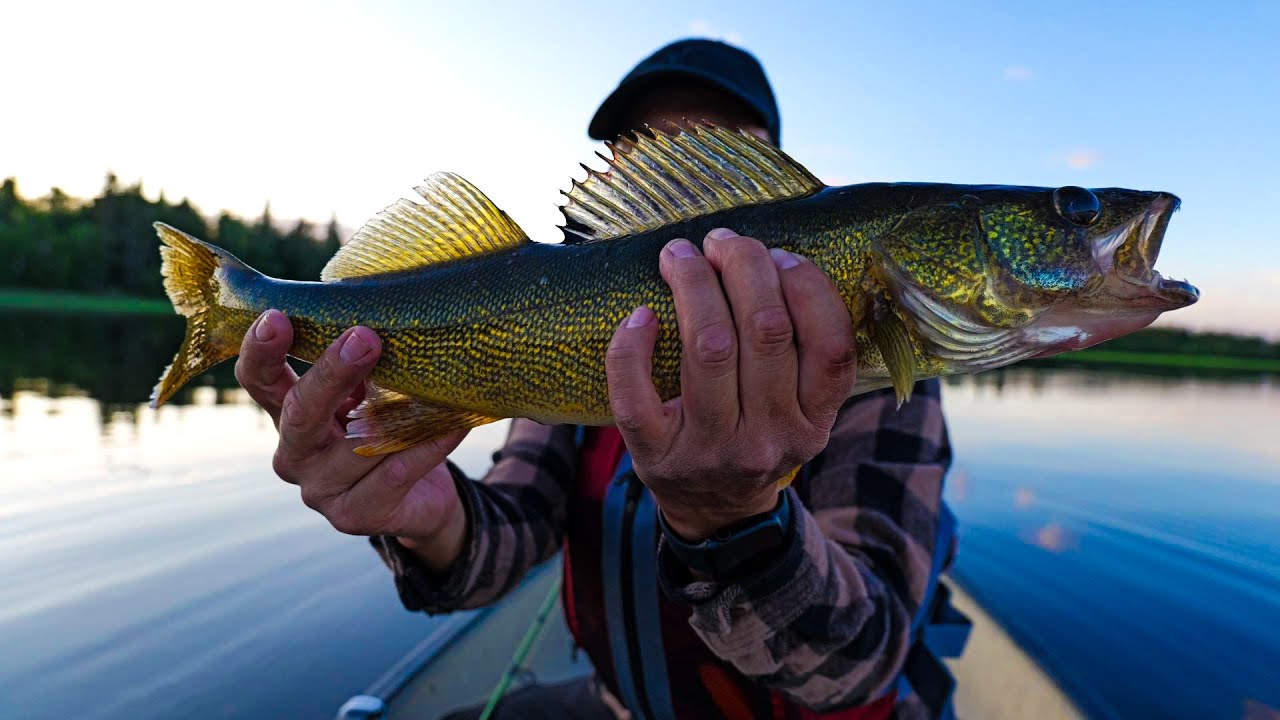 Best walleye fishing I ever seen! (Full stringer)