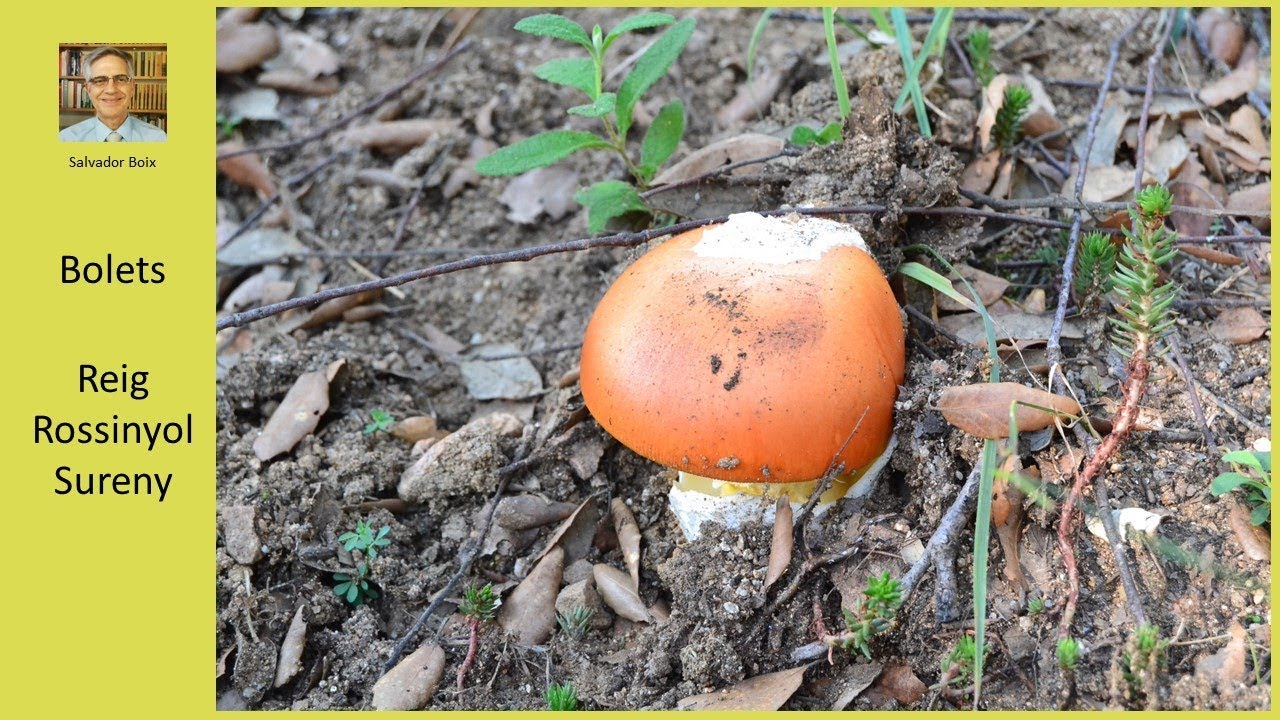 bolets, reig, rossinyol, sureny cep