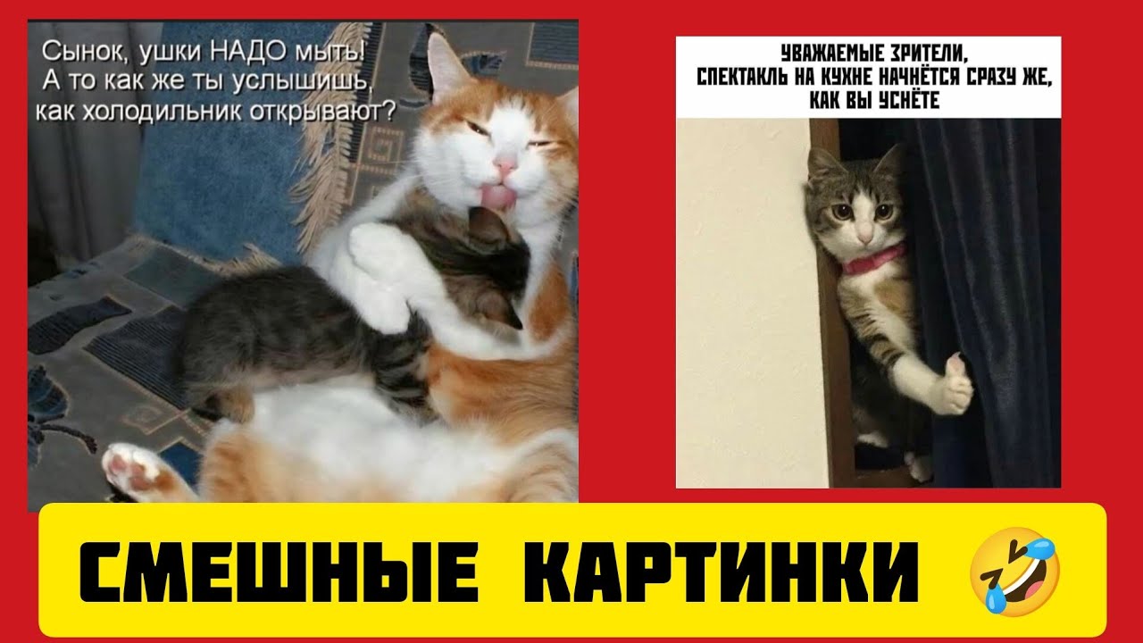 УВАЖАЕМЫЕ ЗРИТЕЛИ,😸 СПЕКТАКЛЬ НА КУХНЕ НАЧНЁТСЯ СРАЗУ ЖЕ, КАК ВЫ УСНЁТЕ🤣смешные картинки музыка 