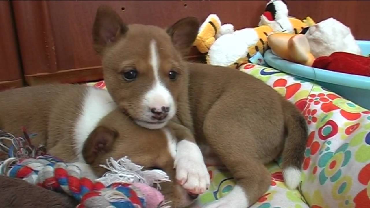 Salonga Iv Jumaan, puppy basenji.