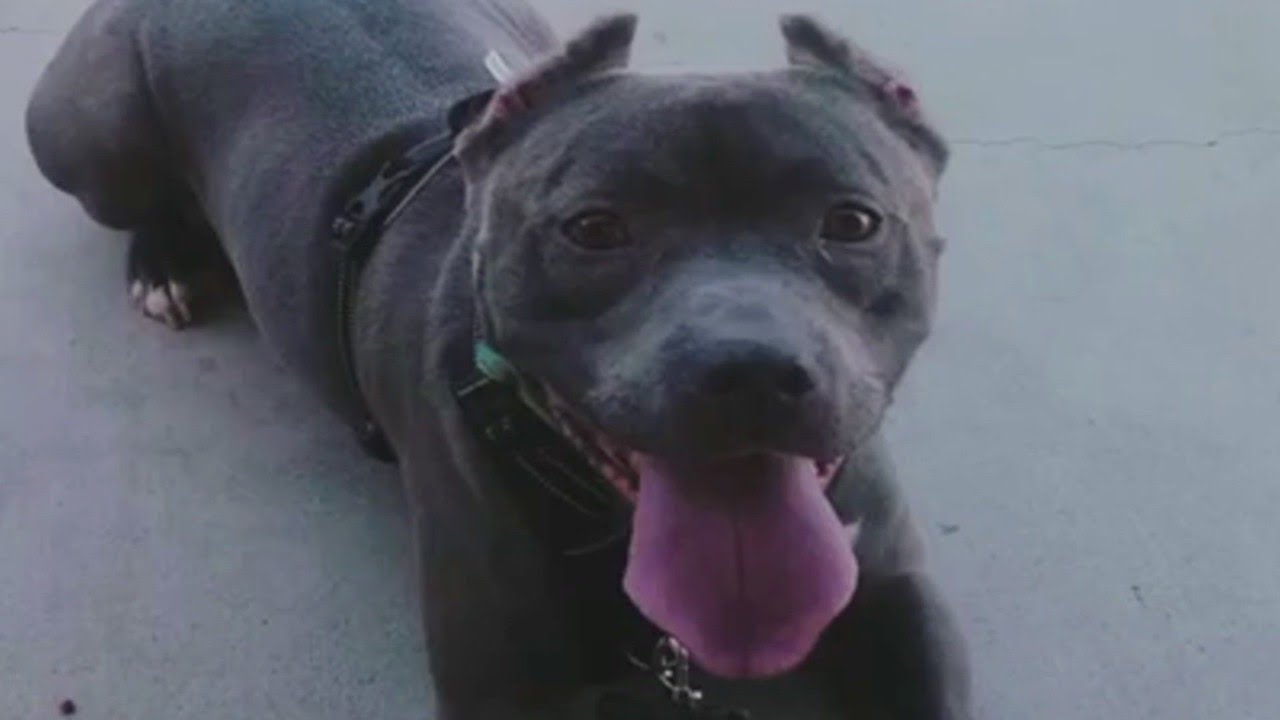 Dog finds forever home after 1,000 days in shelter