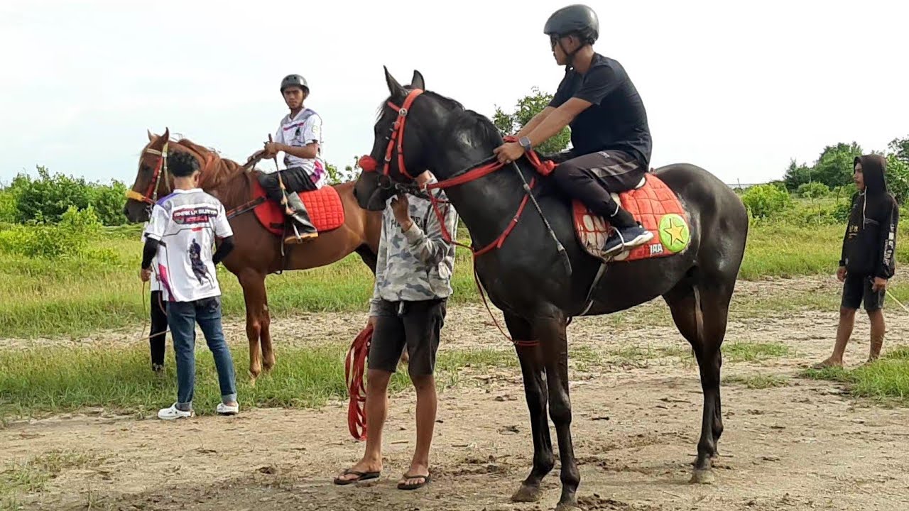 BEGINI KECEPATAN KUDA PACU DI PACUAN KUDA TRADISIONAL JENEPONTO | BISNIS KUDA PACU