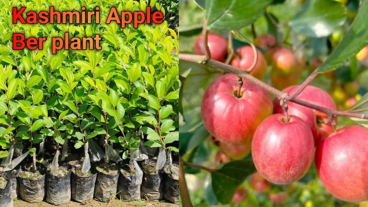 Apple ber plant, Kashmiri Apple ber Farming Full information