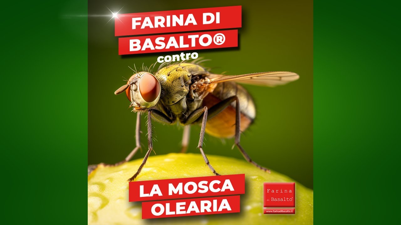 Efficacia della Farina di Basalto contro gli attacchi della Mosca Oleaira