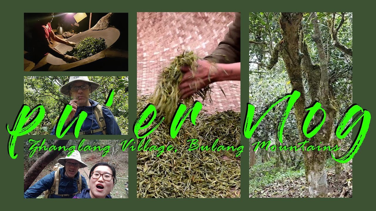 Yunnan Pu'er Vlog - a Puerh tea garden in Zhanglang Village | Bulang Mountain | Puerh Ancient Trees