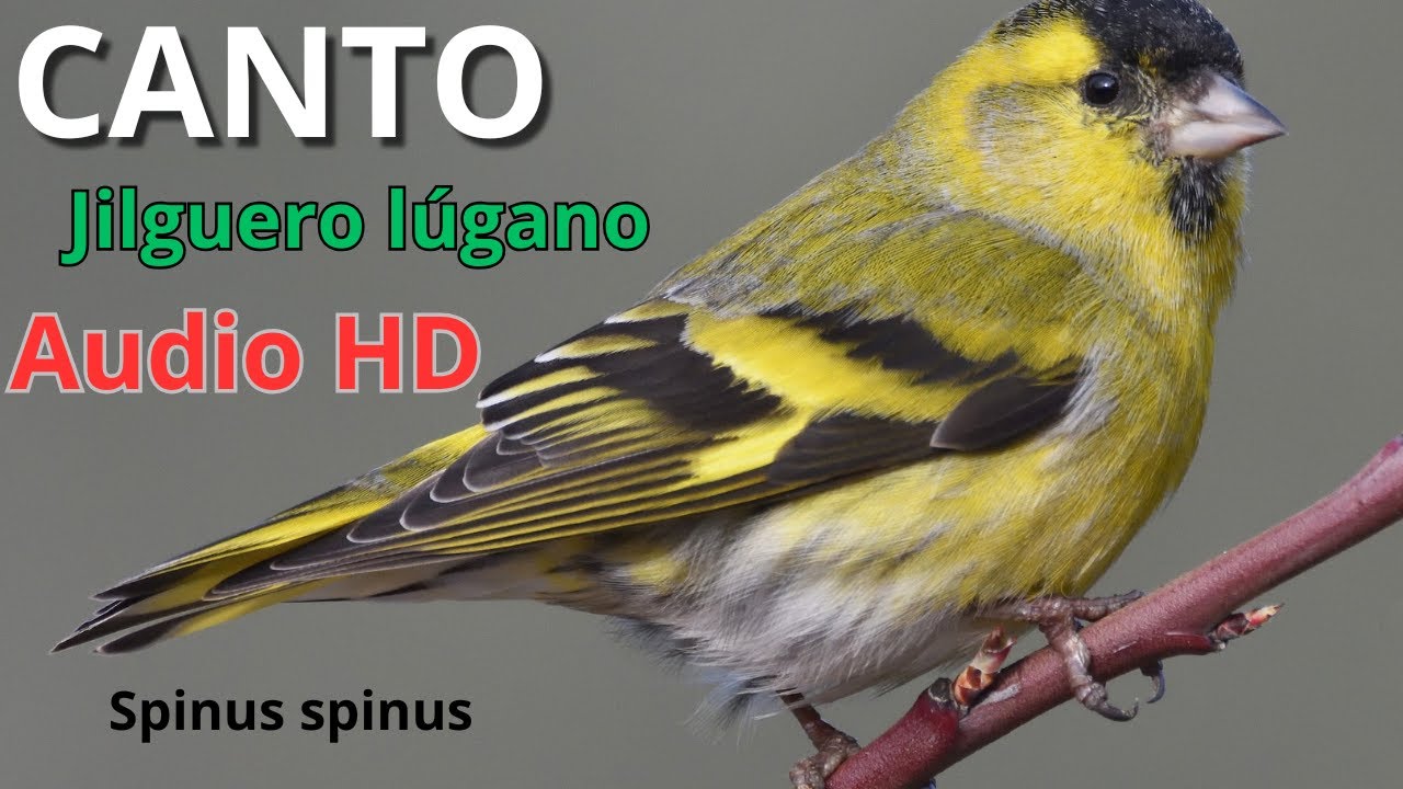 Canto del Jilguero Lúgano (Spinus spinus) | Canto Natural en Alta Calidad