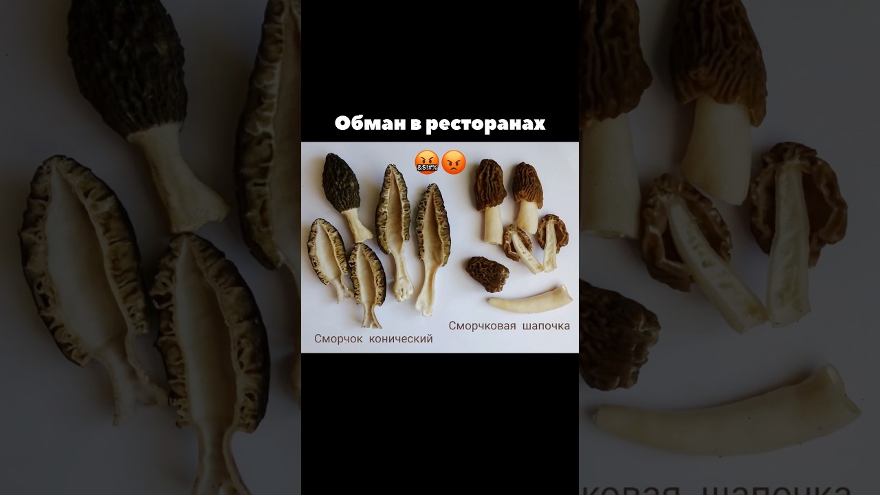 Обман в ресторанах и маркетплейсах!😡🤬 сморчки и сморчковые шапочки