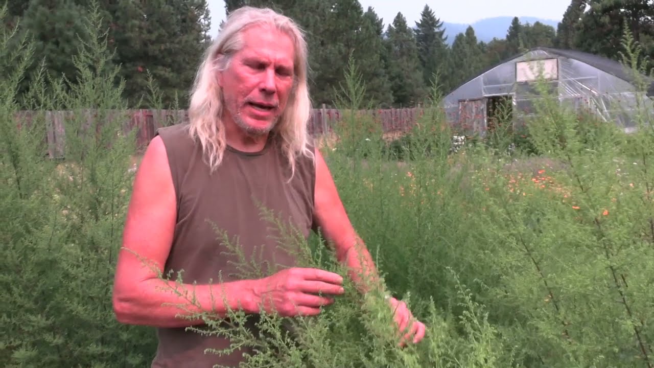 Big Medicine Artemisia annua
