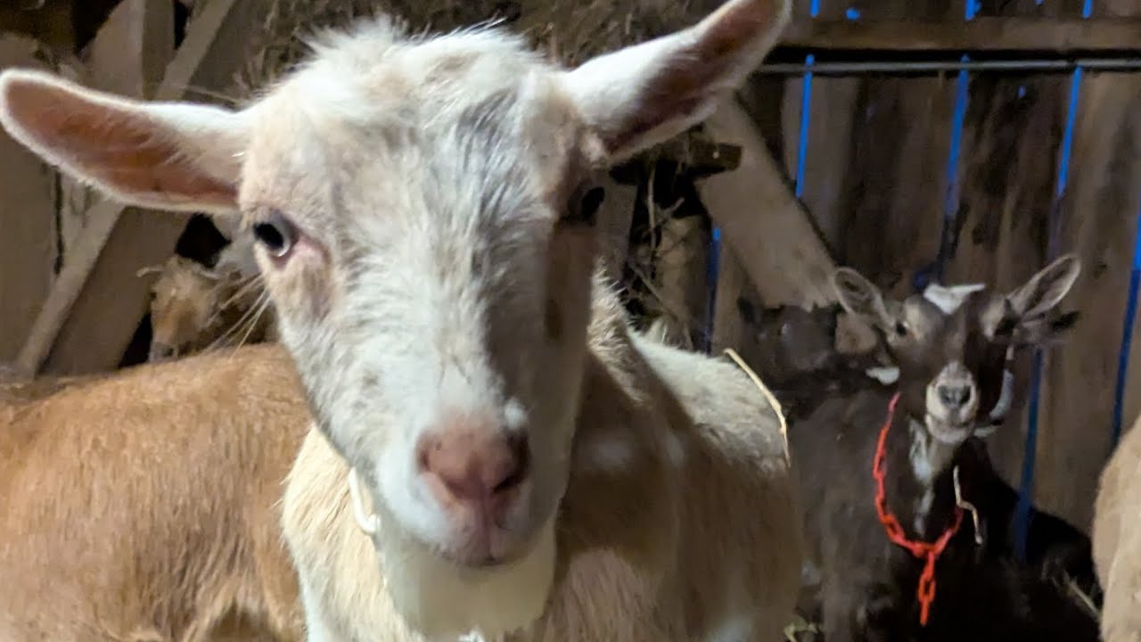 Goats 101: Part 2 so you want goats but what's next?