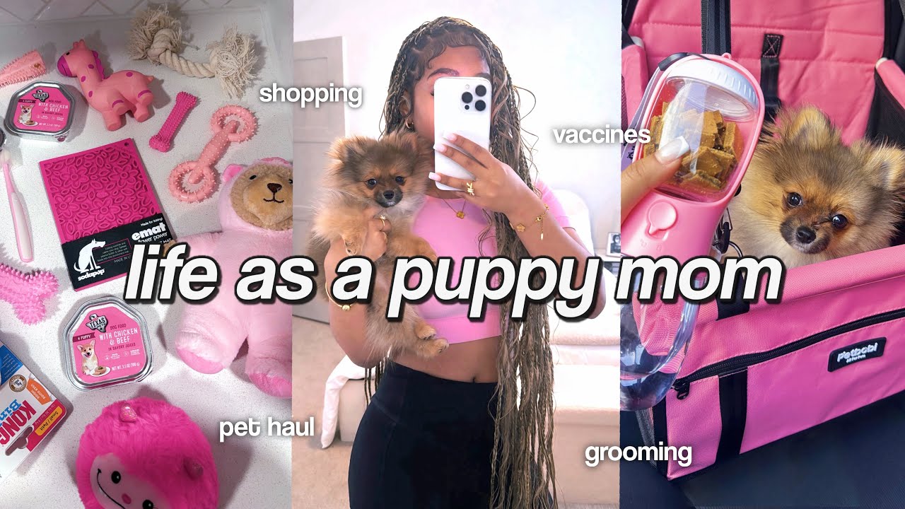 LIFE AS A PUPPY MOM 🐶🎀 | pet haul, vaccine appt, grooming, daily routine with my pomeranian