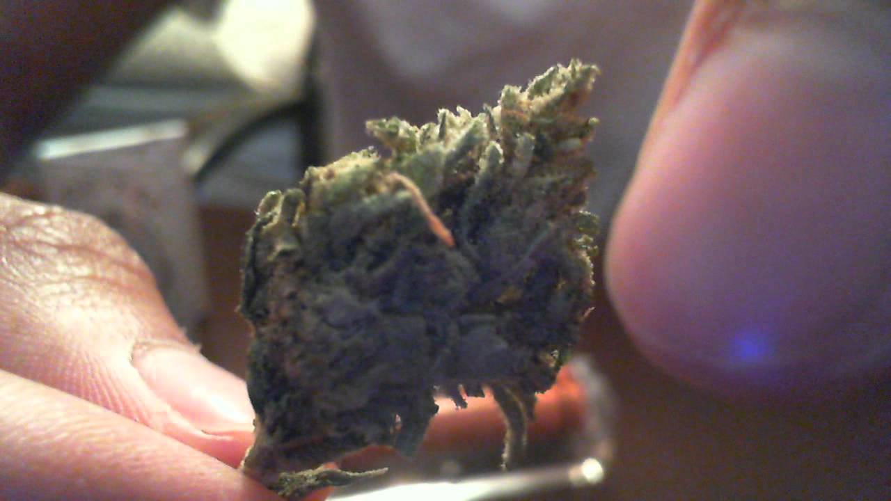 Pure Chemdawg Strain