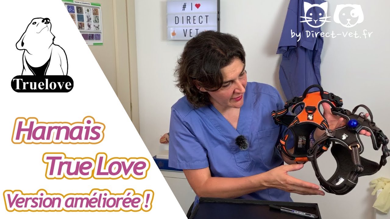 DÉMONSTRATION DU NOUVEAU HARNAIS POUR CHIEN TRUE LOVE ET QU'EST CE QUI CHANGE !