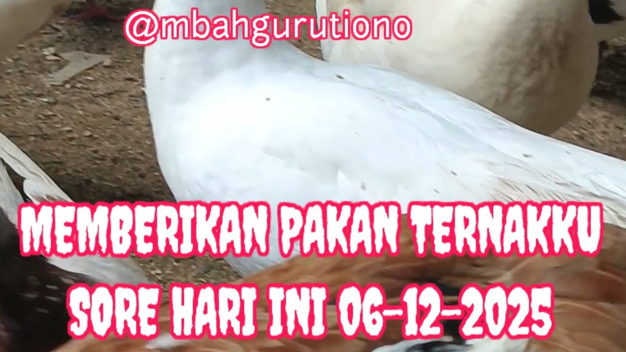 PEMBERIAN PAKAN TERNAKKU SORE HARI INI 06-12-2025 @mbahgurutiono