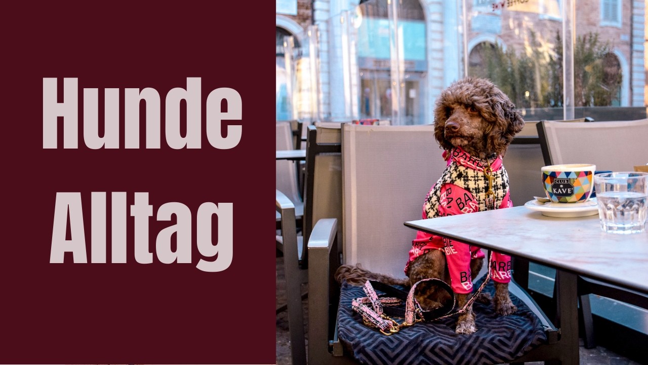 Cappuccino, Fotoshooting, Läufigkeit & Strand in Senigallia | Hunde Vlog 2