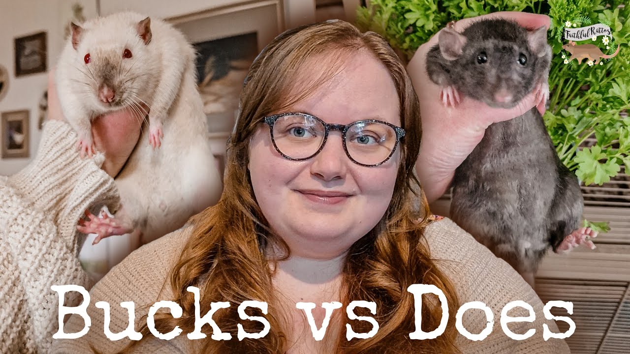 The Differences Between Male and Female Rats ♂️🐀♀️