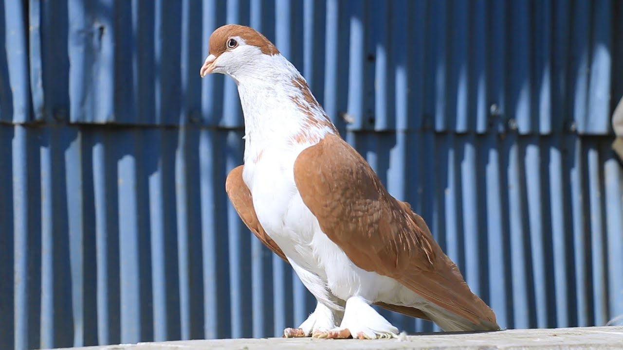 قیمت ترین کفترهای خوشحال خان|بیننده کفتر های انتیک و نایاب باشد|Most Expensive and Unique Pigeons